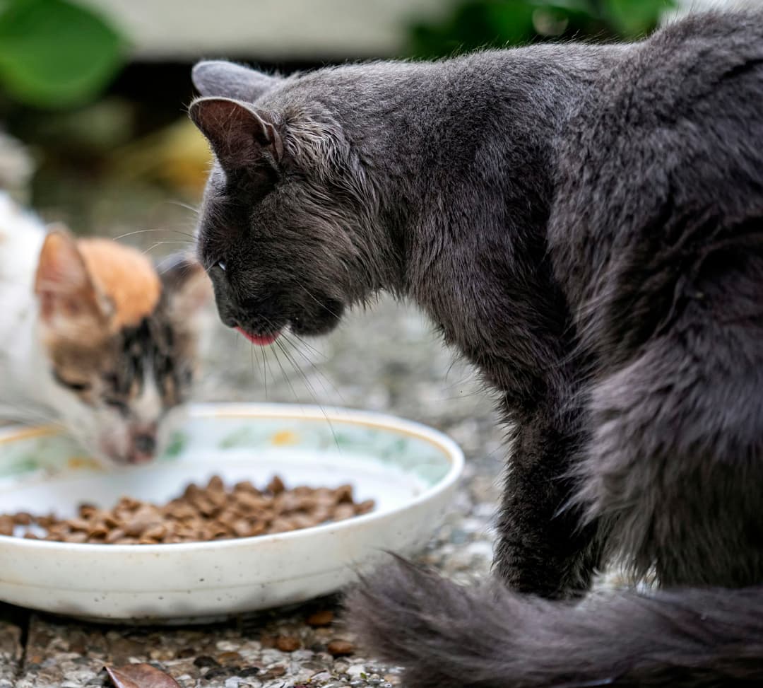 What does your $10 actually do at an animal shelter?
